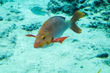 Humpback Snapper on Sandy Bottom