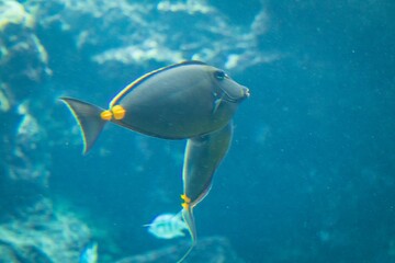 Two Orangespine Unicornfish Swimming Underwater
