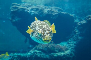 Reticulated Pufferfish in Blue Water

