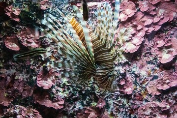 A Lionfish Amongst Coral Underwater