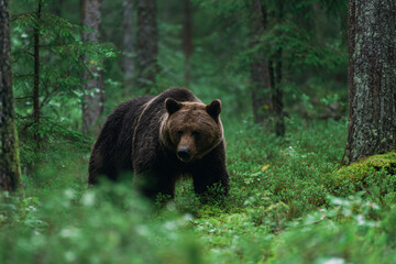 Fototapeta premium a brown bear walking through a forest filled with trees