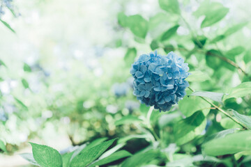 Blue Hydrangea Flowers in Bloom