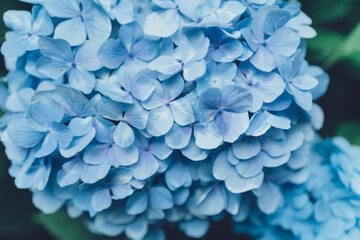 Close-up of Blue Hydrangea Flowers in Bloom