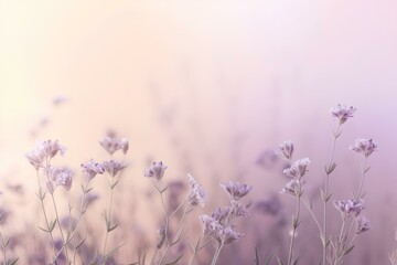 lavender field in spring
