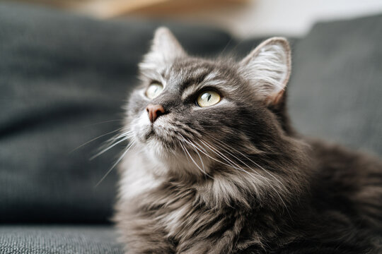 a cat is sitting on a couch looking up