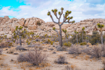 Bright sunny day in Joshua Tree desert landscape