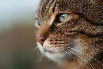 a close up of a cat with blue eyes