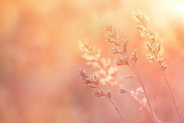 Delicate, golden grass at sunset. Soft, warm colors