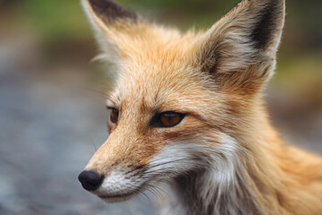 Obraz premium a close up of a fox's face with a blurry background
