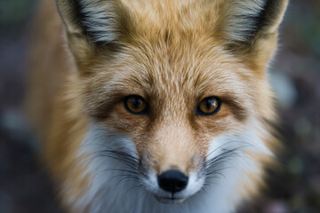 Fototapeta premium a close up of a fox's face with a blurry background