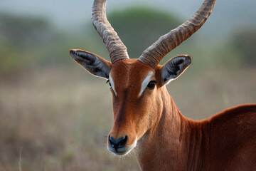 Fototapeta premium a close up of a deer with large horns