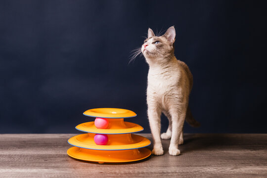 siam&eacute;s blanco