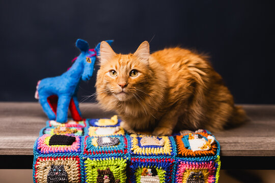 gato amarillo ovillado