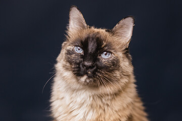 retrato gato siamés