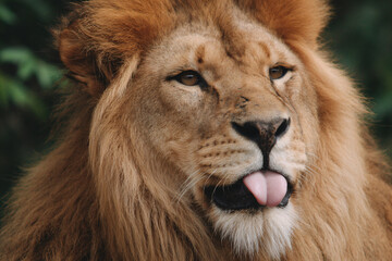 Obraz premium a lion with its tongue out and its tongue out