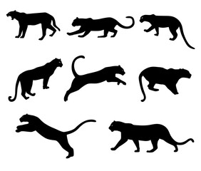 Set of leopard silhouette illustration in various pose