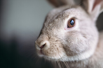 Obraz premium a close up of a rabbit with a blurry background