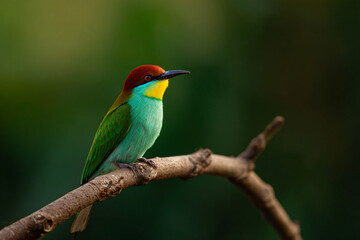 Fototapeta premium a colorful bird perched on a branch of a tree