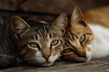 Naklejka premium two cats laying on a wooden bench looking at the camera