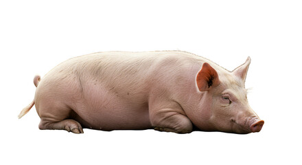 Fototapeta premium Isolated Pig Resting on a Transparent Background Photo