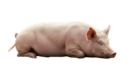 Isolated Pig Resting on a Transparent Background Photo