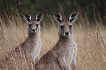Fototapeta premium two kangaroos standing in tall grass in a field