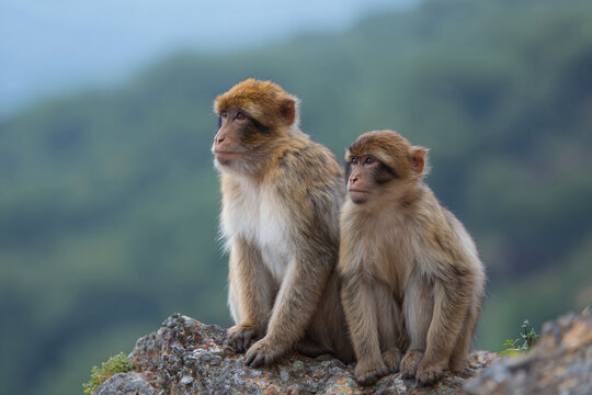 two monkeys sitting on a rock looking at something