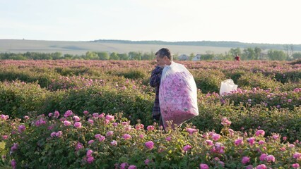 Harvesting of Rose Rosa Damascena. Rose farming and organic rose essential oil production