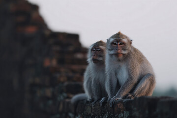 Obraz premium two monkeys sitting on a rock wall