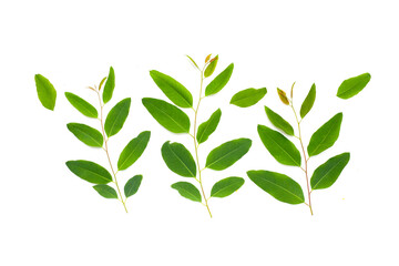 Eucalyptus leaves on white background.