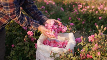 The Damask Rose Harvest. A bag with pink rosebuds and petals