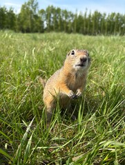 fat hamster relaxes in nature