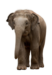 Obraz premium Isolated Portrait of a Muddy African Elephant Wildlife Animal
