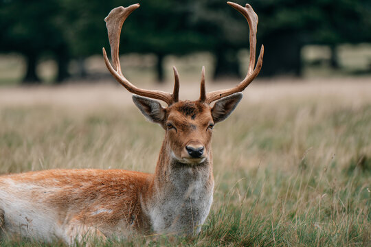 a deer with large horns sitting in a field - Powered by Adobe