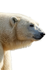 Fototapeta premium Isolated Portrait of Majestic Polar Bear on Transparent Background PNG