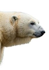 Fototapeta premium Isolated Profile Portrait Polar Bear with White Fur on Transparent