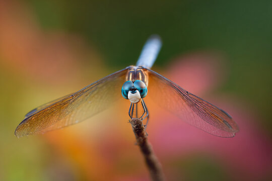 a dragonfly with a blue eye perches on a twig