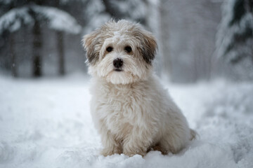 a small white dog sitting in the snow