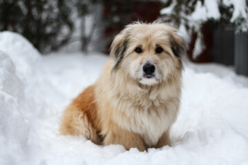 a dog sitting in the snow in front of a tree
