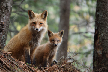 Fototapeta premium a couple of foxes standing next to each other in a forest