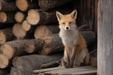 Fototapeta premium a fox sitting on a wooden bench next to a pile of logs