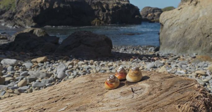 Panning across three shells on driftwood at a beach 