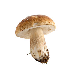 mushrooms isolated PNG or Transparency Background	