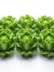 Fresh green lettuce heads arranged in a row on a plain white background with subtle texture