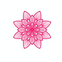 pink flower isolated on white background