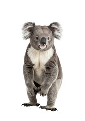 Obraz premium Isolated Standing Koala Bear Portrait Wildlife Animal with Transparent Background