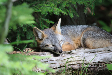 a fox sleeping on a log in the woods