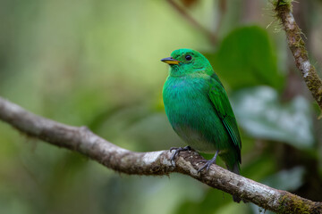 a green bird perched on a branch in a tree