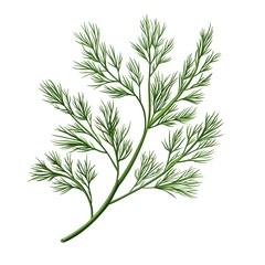 Obraz premium Detailed illustration of a green fern plant with multiple delicate and finely divided fronds, showcasing natural beauty and intricate leaf structure on a white background