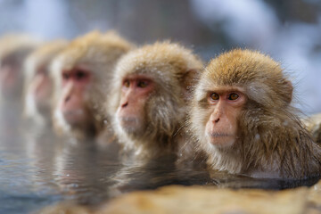 Naklejka premium a group of monkeys sitting in a hot spring